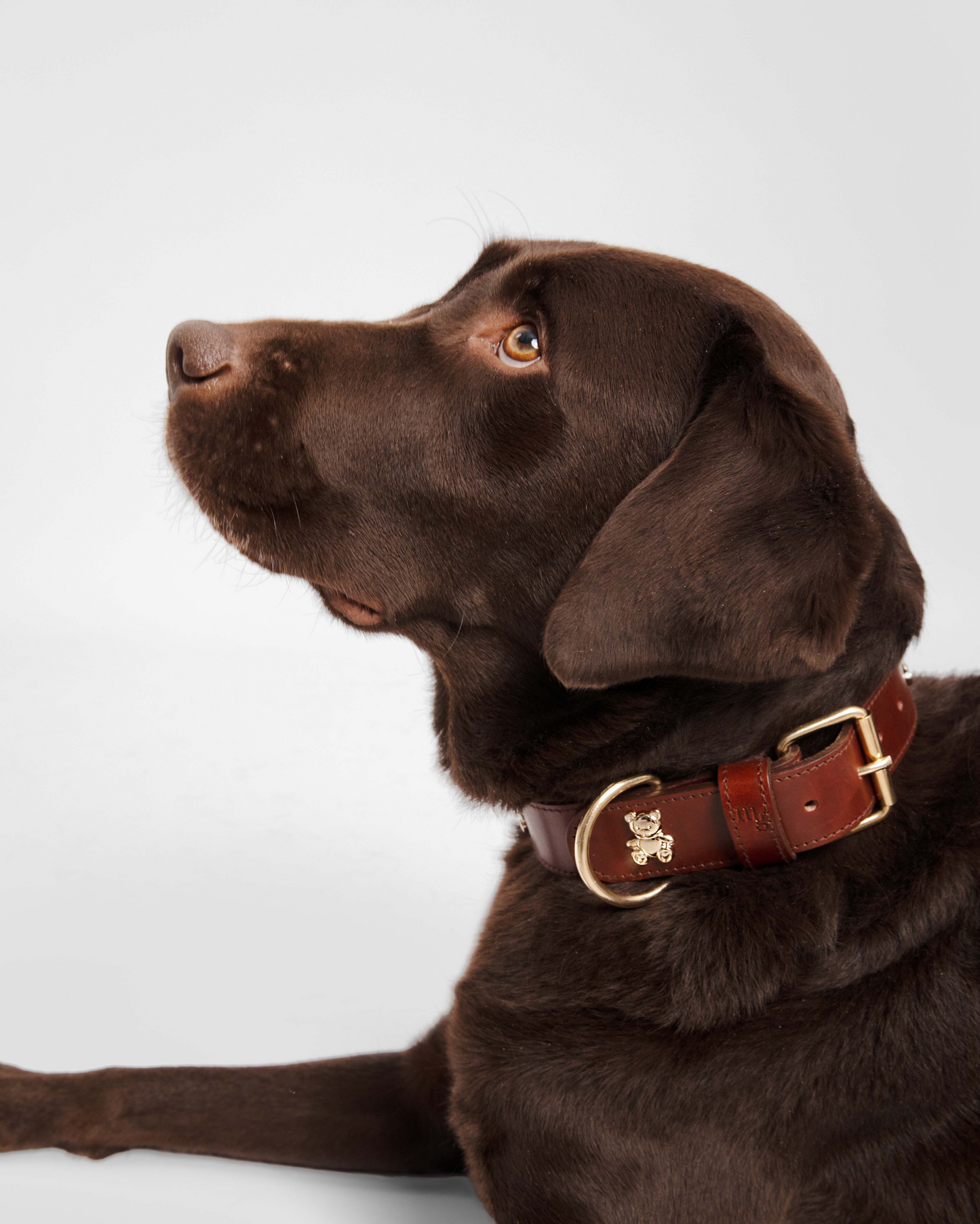 COLLAR TEDDY