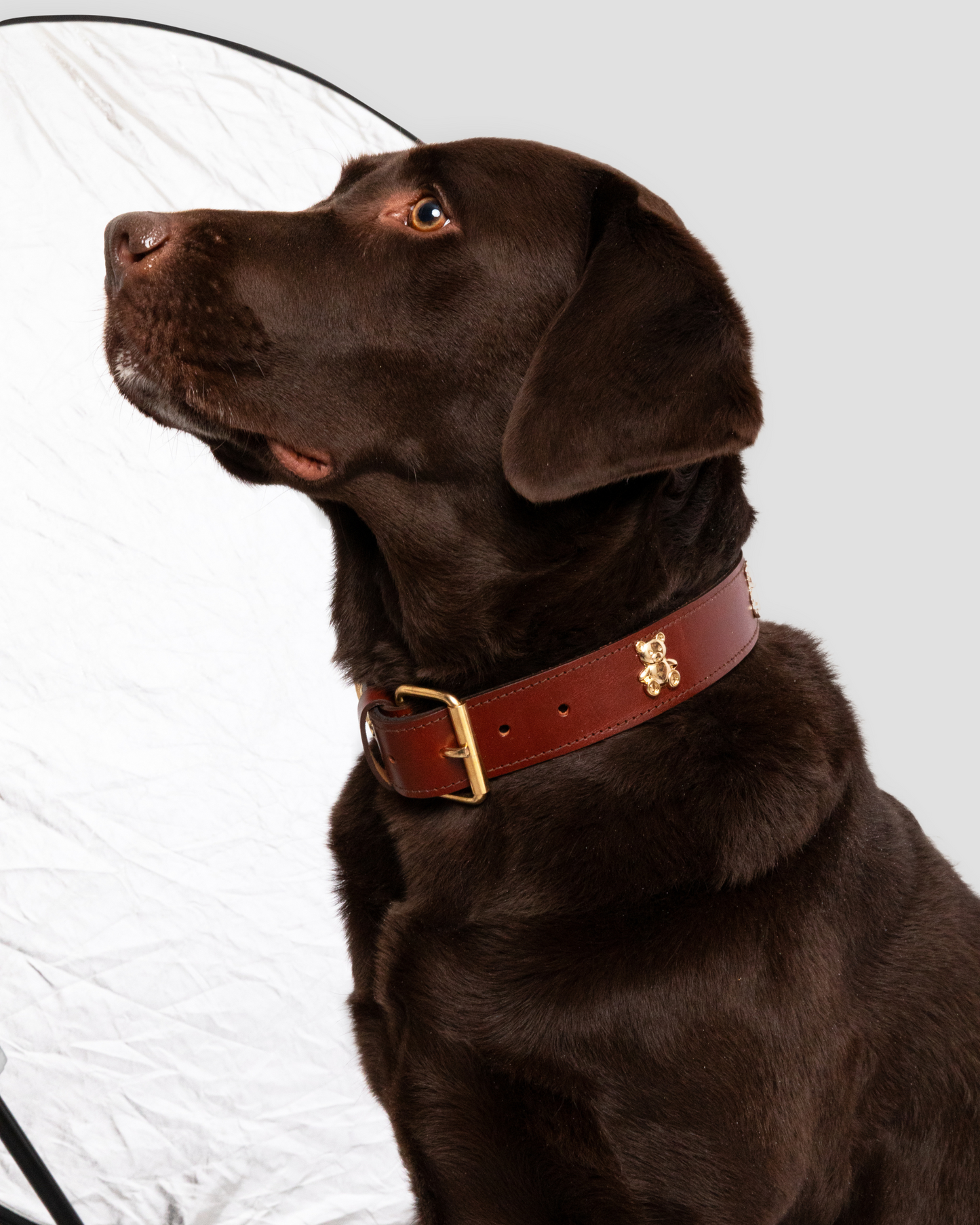 COLLAR TEDDY