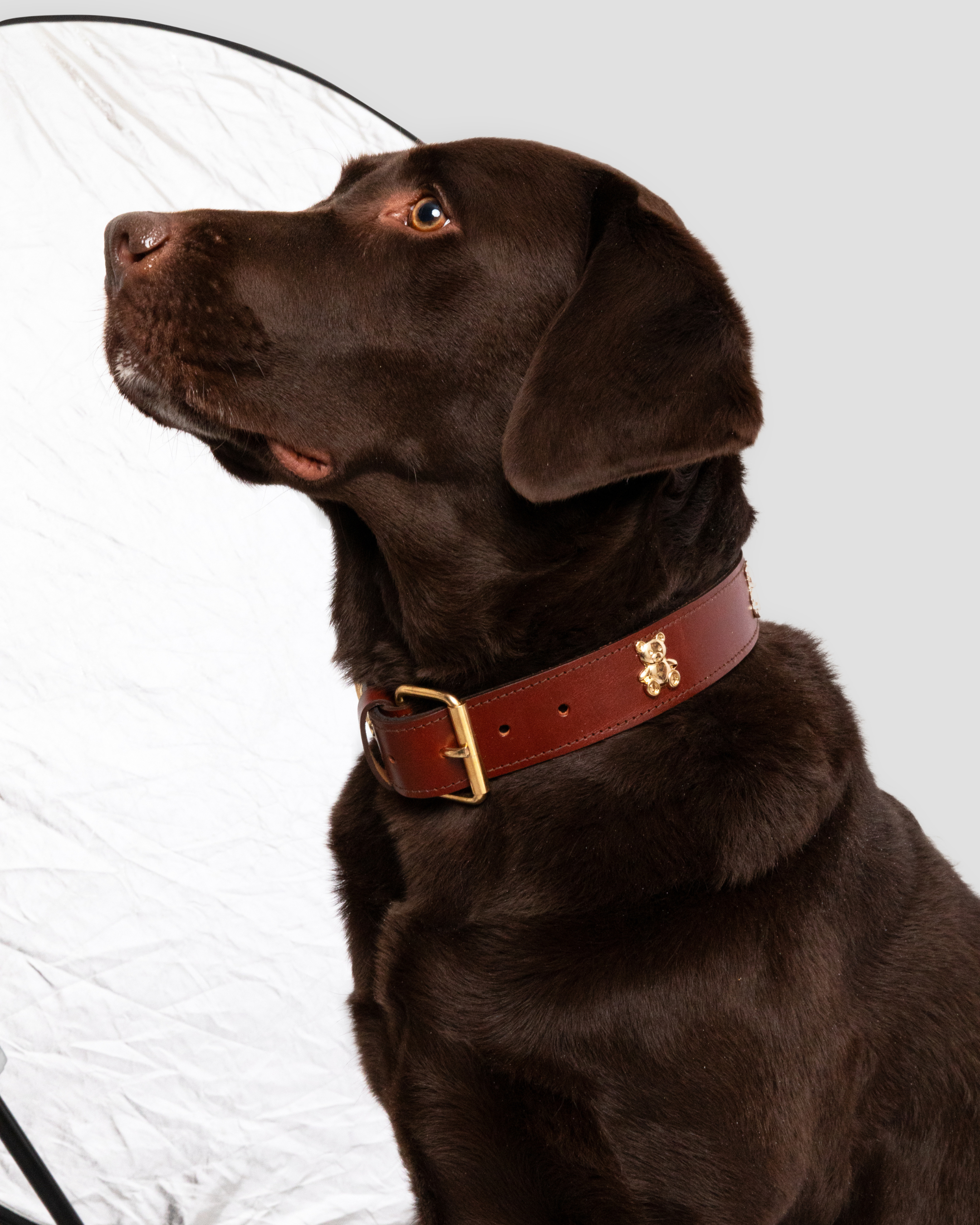 Teddy Dog Collar